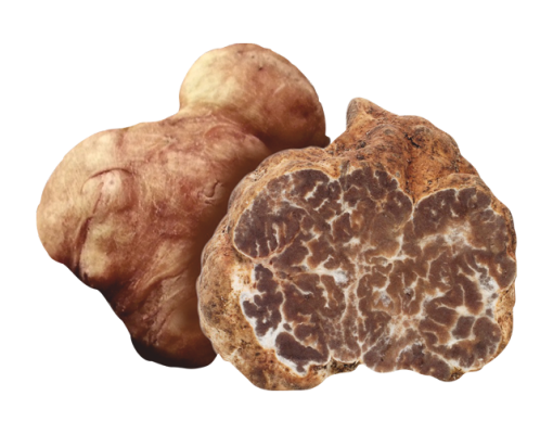 Tartufo Bianchetto