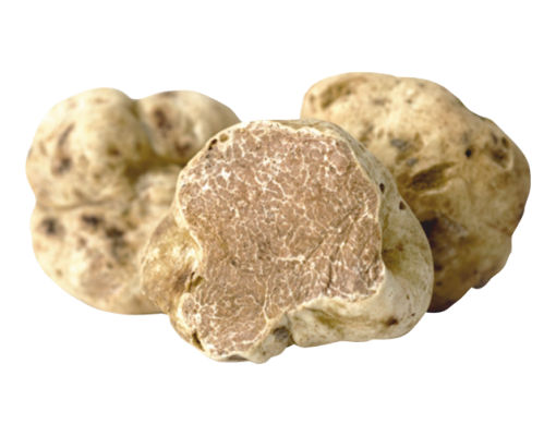 Tartufo BiancoTartufo Bianco