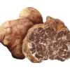 tartufo bianchetto