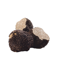 FRESH TRUFFLES